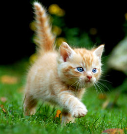 Pet Toys