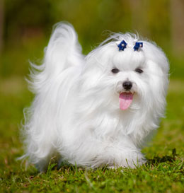 Pet Comb