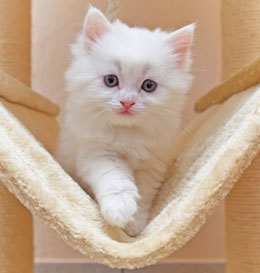 Pet Tablets