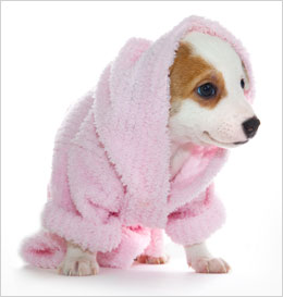 Pet Woolen Materials