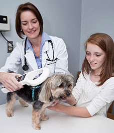 Microchip Implantation