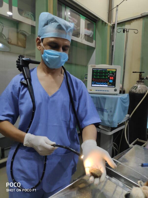 Flexible endoscopy Gastroscopy and Colonoscopy Pune Small Animal Clinic