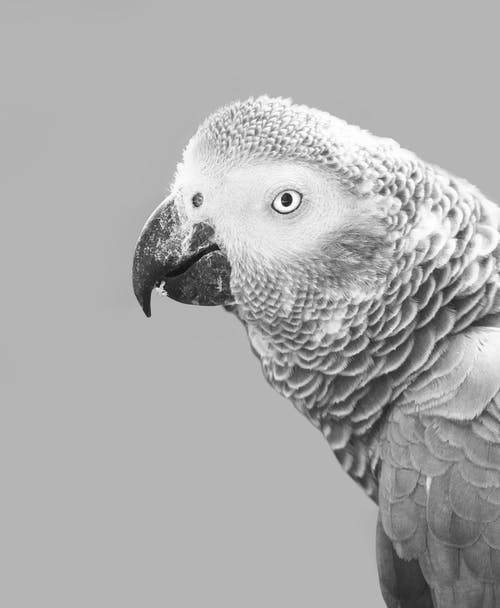 Exotic Pet