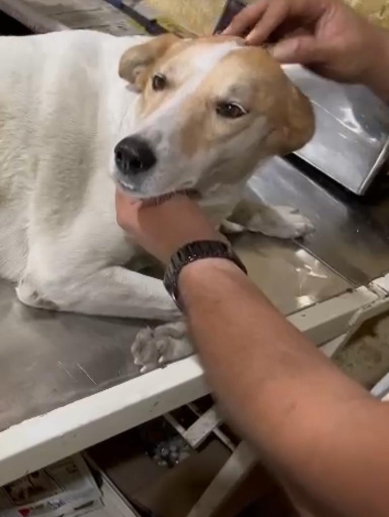 Surgery Helps A 7-Year-Old Paralyzed Dog Move Freely Again After A Road Accident